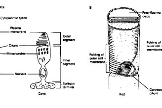 Morphologie des batonnets et des c&ocirc;nes
